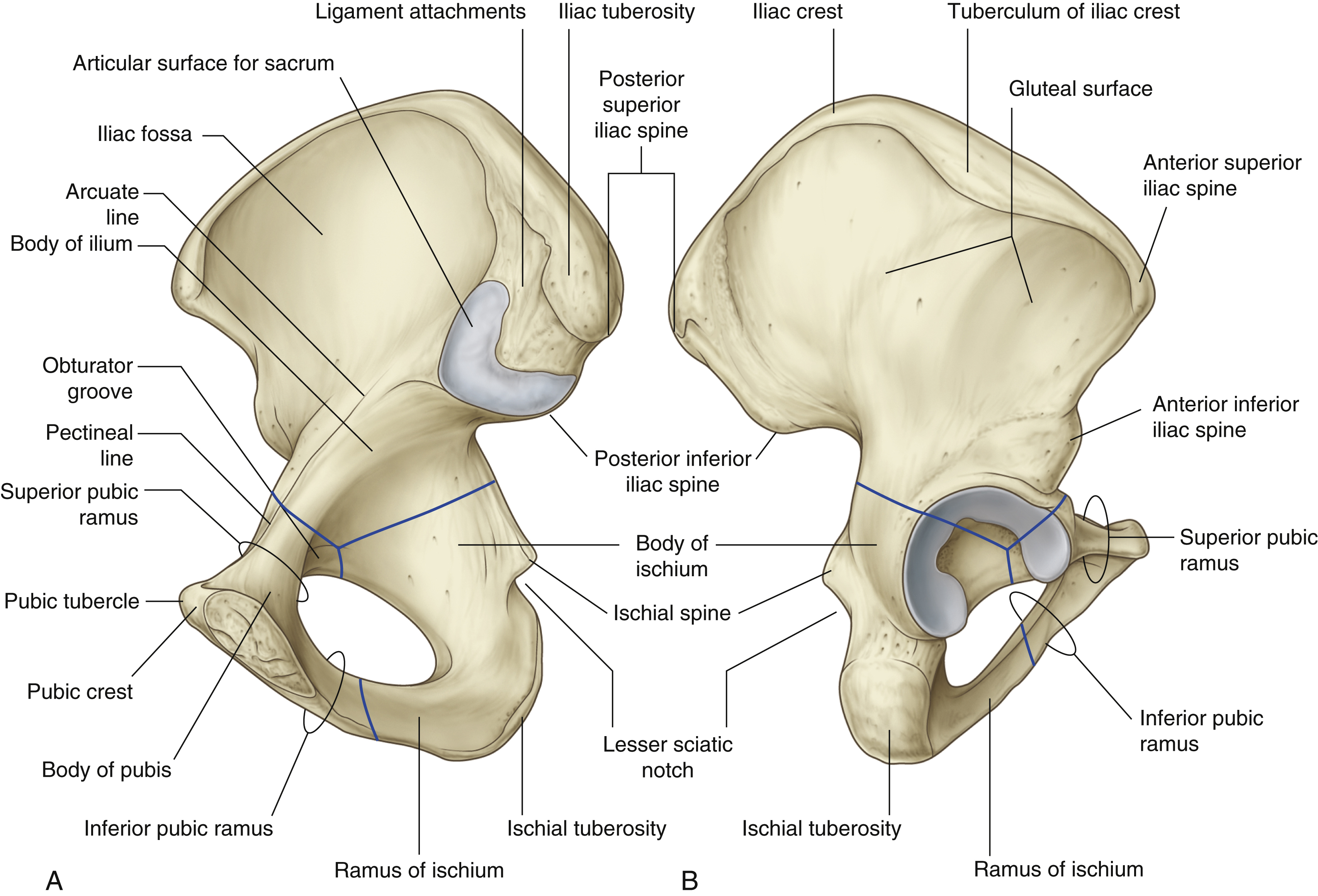 <p>Largest, uppermost part of the hip bone</p>