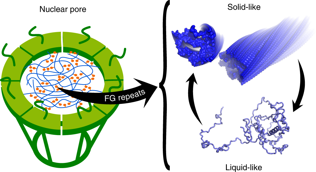 <p>The FG-repeat nucleoporins create a mesh inside the pore.</p><p>Transport receptors (importins/exportins) interact with this mesh to move cargo through.</p>