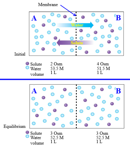 <p>1. Water diffuses to side with higher osmolarity (lower water concentration), Solute moves to area with lower osmolarity</p><p>2. Diffusional equilibrium - movement of water and solute has equalized concentrations</p><p></p>