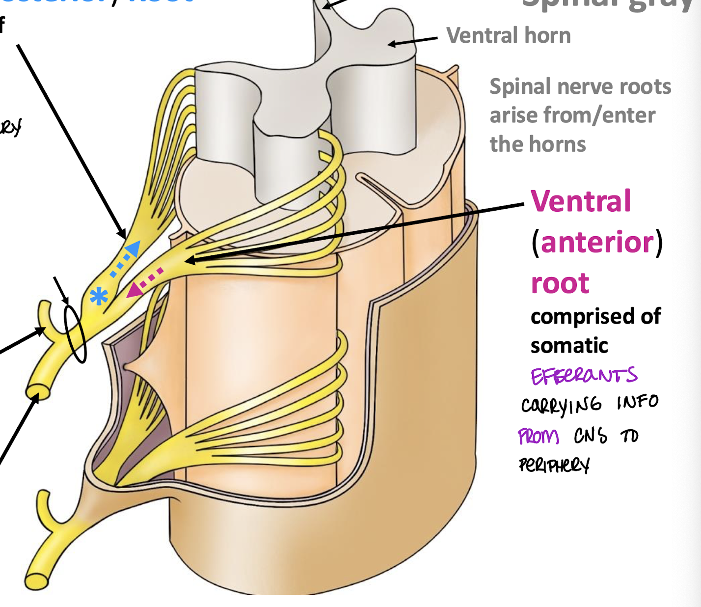 <p>Comprised of somatic efferents carrying info from CNS to periphery</p>