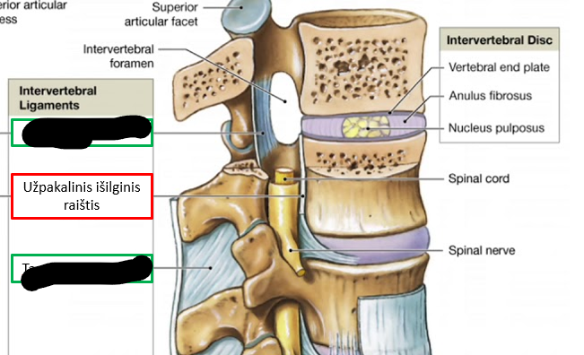 <p>Užpakalinis išilginis raištis</p>