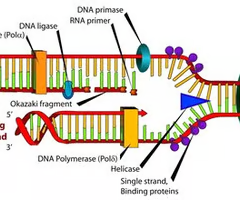 <p><span>Condensation reactions take place to form DNA strands, and enzymes are used to catalyze these reactions. DNA replication happens in the nucleus.</span></p>