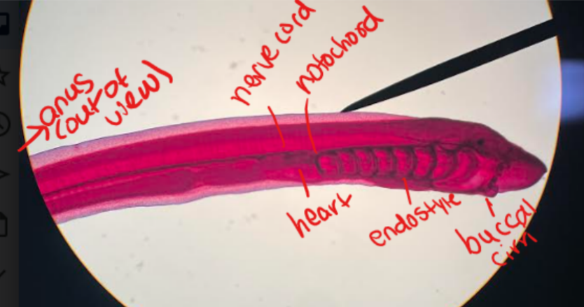 <p>Larval lamprey (ammocoete)</p>
