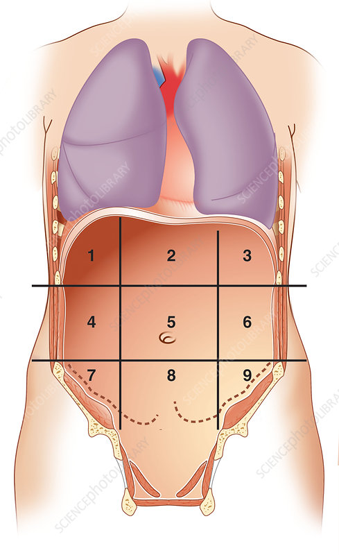 <p>what number is umbilical region </p>