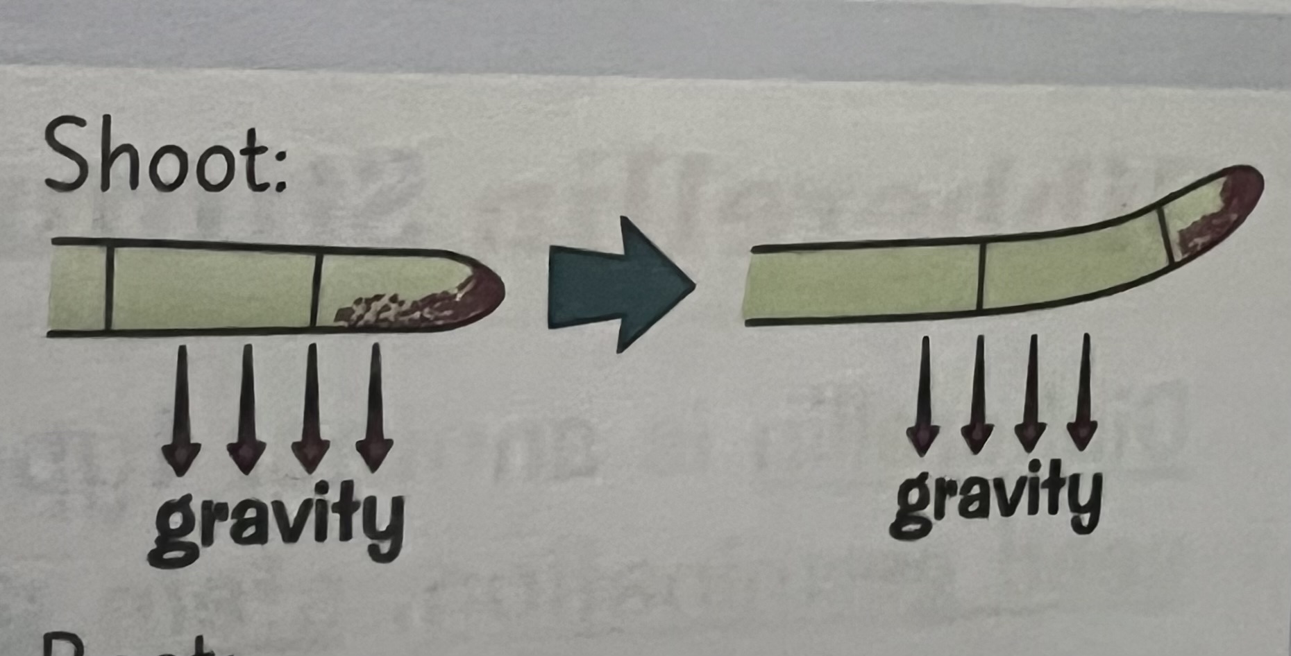 <p>How do shoots grow away from gravity</p>