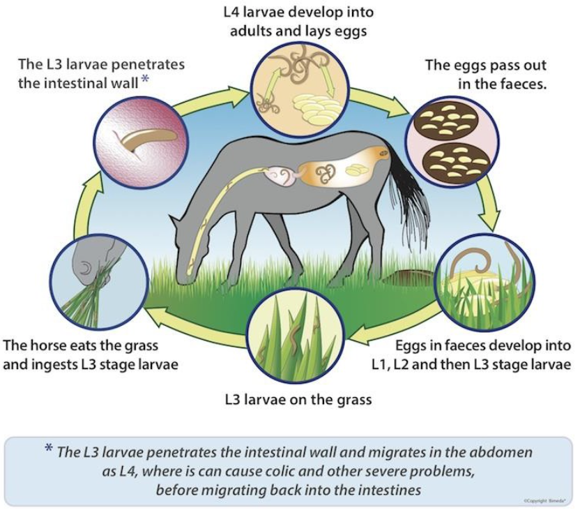 <p>This depicts the life cycle for which parasite?</p>