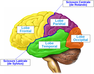 <p>Scissure central (rolando)</p>