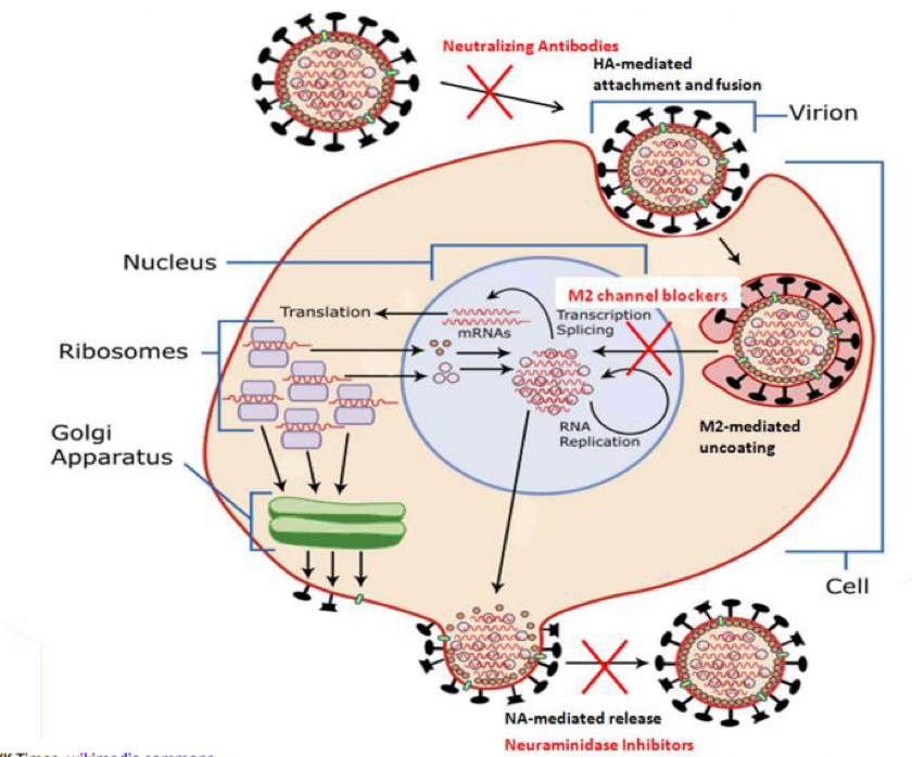 knowt flashcard image