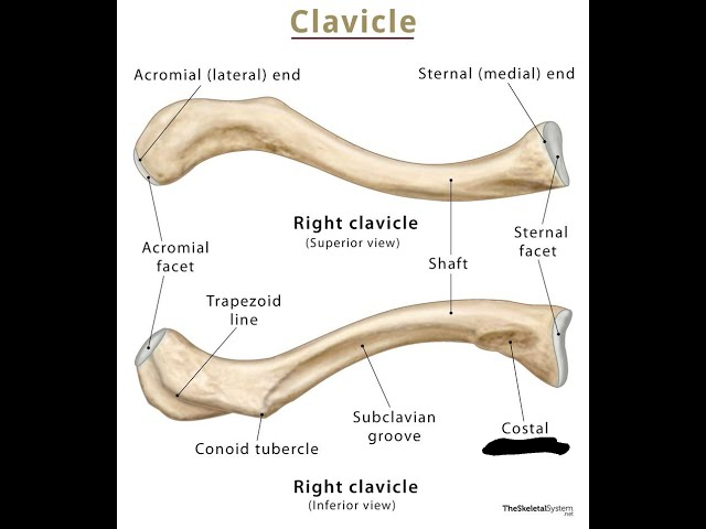 <p>A smaller rounded projection (clavicle)</p>