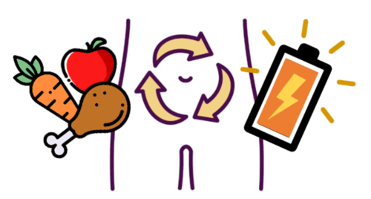 <p>the total chemical changes by which the nutritional &amp; functional activities of an organism are maintained</p>