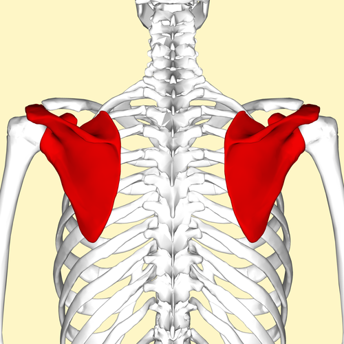 <p>Shoulder blades</p>