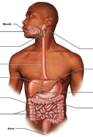 in the gastrointestinal (GI) tract, list the main vs. accessory parts of the digestive system.