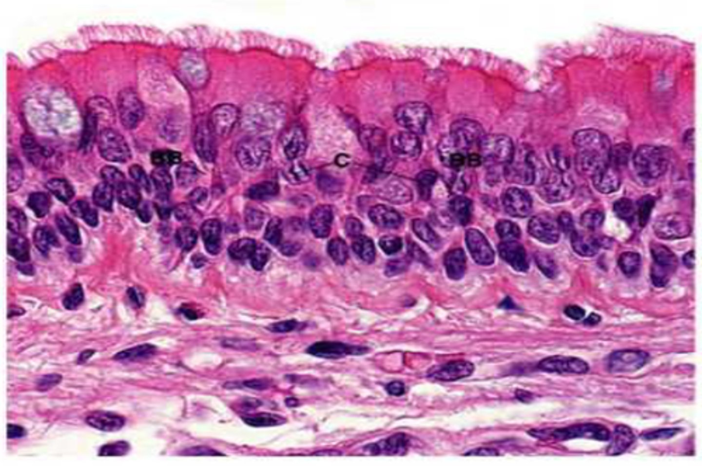 <p>lines the respiratory tract, such as the trachea and bronchi.; secretes or absorbs substances (goblet cells)</p>