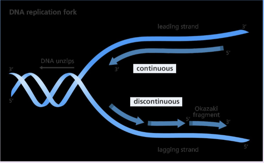 <p>process of DNA replication where it is unzipped into two single strands via DNA helices, an enzyme that disrupts the hydrogen bonding between base pairs</p><p>only processes in the 5’ to 3’ direction</p><p>5’ has a phosphate group attached and 3’ has a hydroxyl group attached</p><p>but, it is bidirectional so 3’ to 5’ is the leading strand and 5’ to 3’ is the lagging strand.</p>