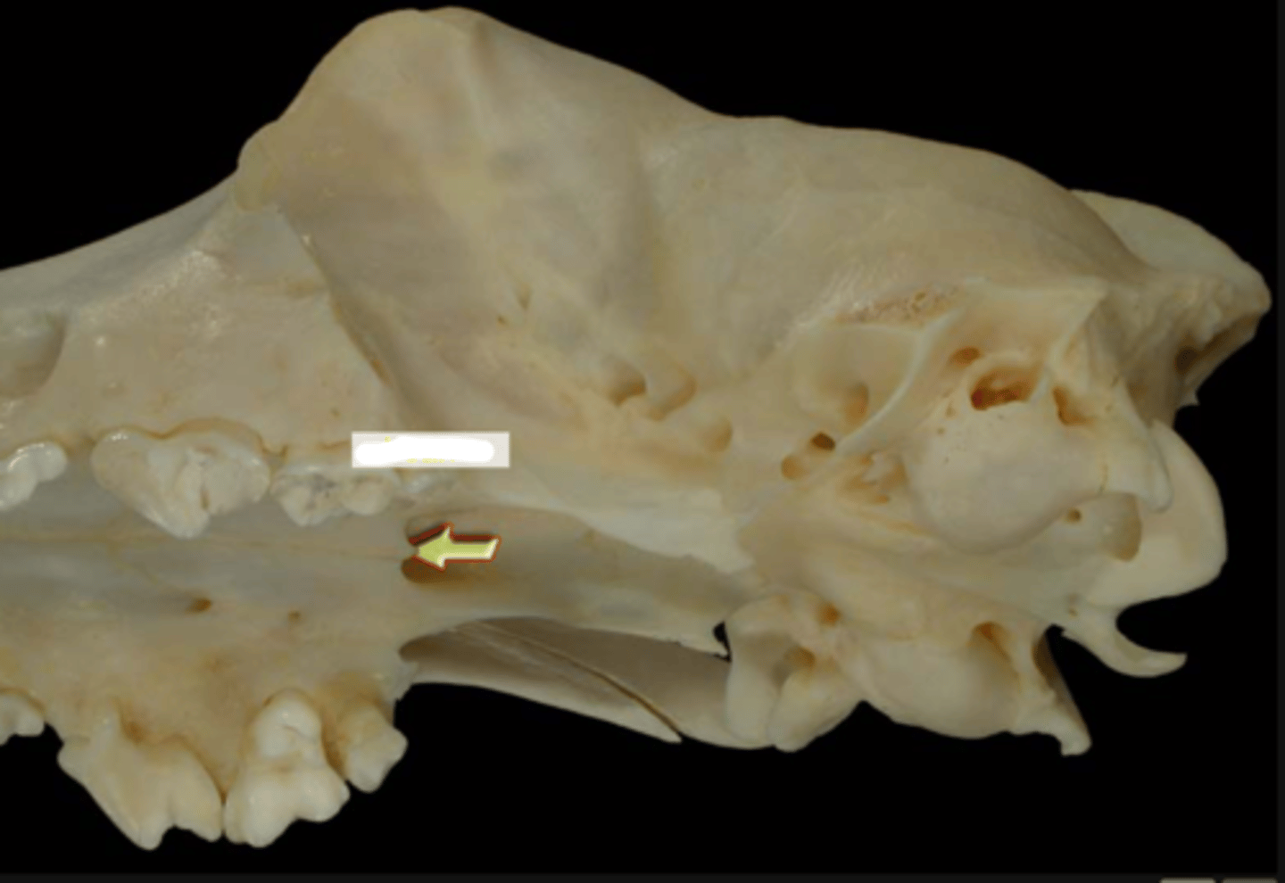 knowt flashcard image