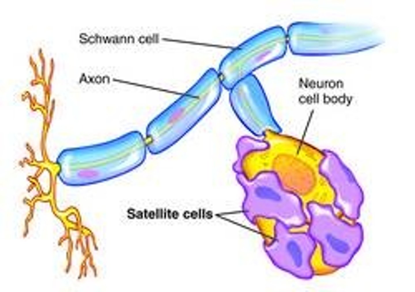 <p>surround + protect neuron cell bodies in PNS</p>