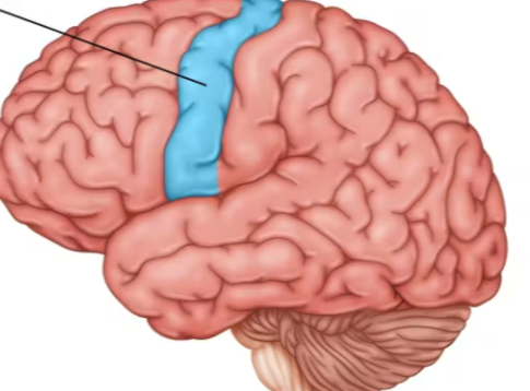 <ul><li><p>an area at the rear of the frontal lobes that controls voluntary movements</p></li></ul><p></p>
