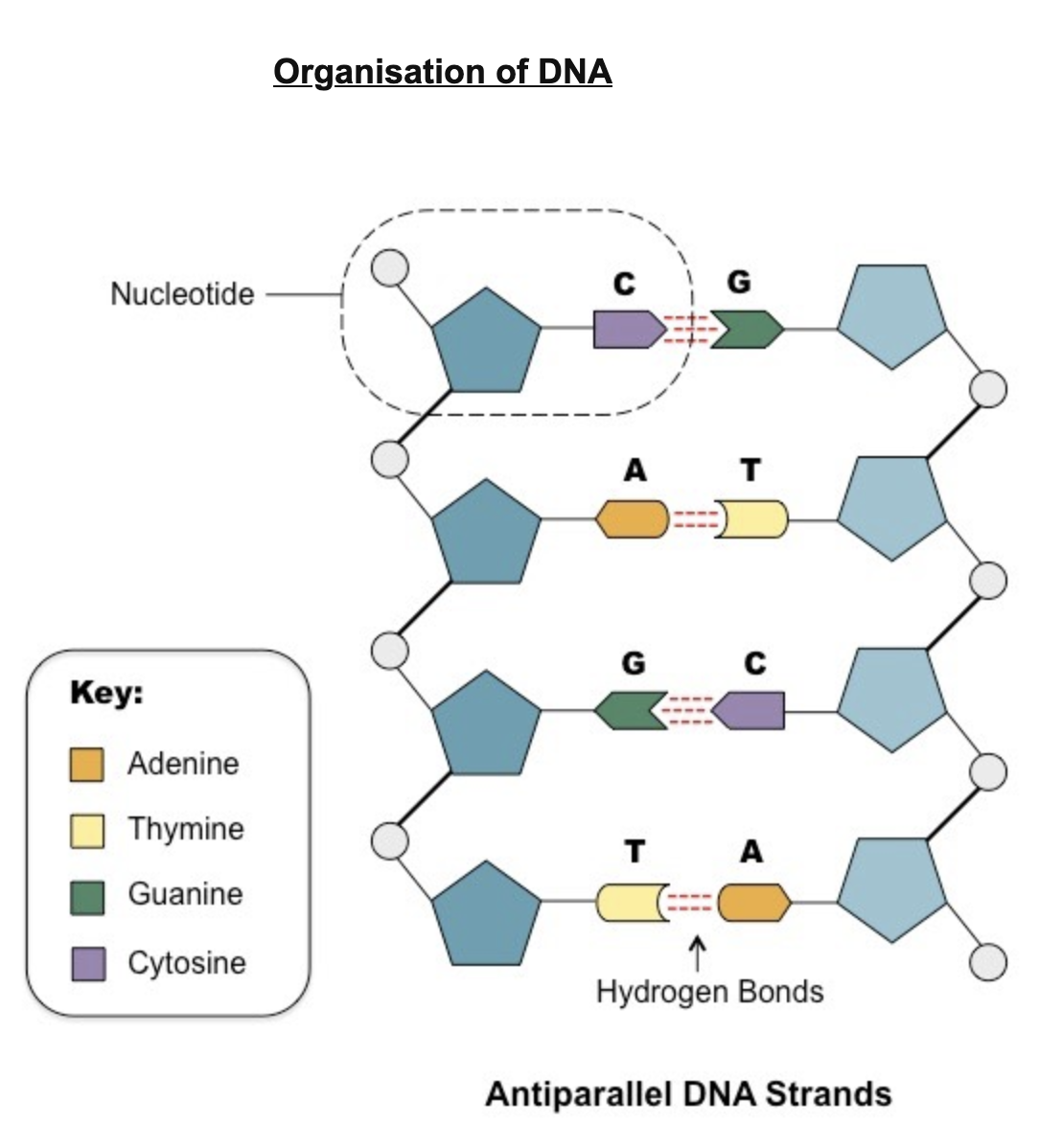 <p>include base pairs and number of bonds</p><p>include the way that individual nucleotides bond through the phosphate groups</p><p>make sure strands are antiparallel</p><p>label that the two strands form a double helix</p>