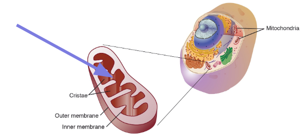 Mitochondrial Matrix