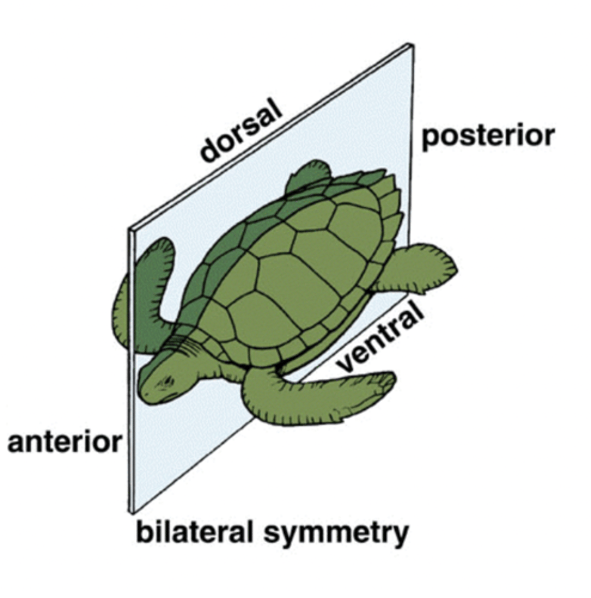 <p>the organism has only one plane, the saggital plane, that divides<br>them into roughly mirror image halves</p>