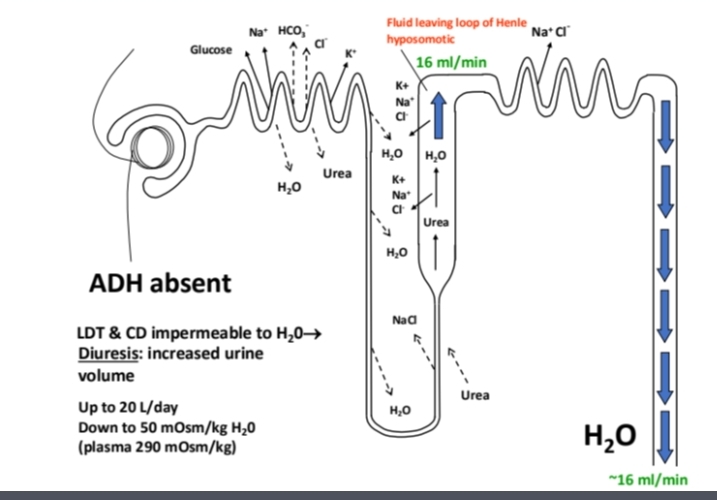 <p>Increased urine production often due to the absence of ADH.</p>