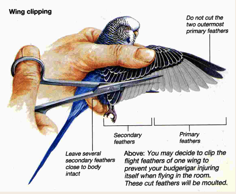 <p>Many owners clip the wings of their birds to prevent birds from flying. Which part of the wing is clipped?</p><ul><li><p>The primary flight feathers (not the 2 outermost)</p></li><li><p>The secondary flight feathers (not the innermost)</p></li></ul><p>Once you have clipped the wings once, you never have to do it again. FALSE</p>