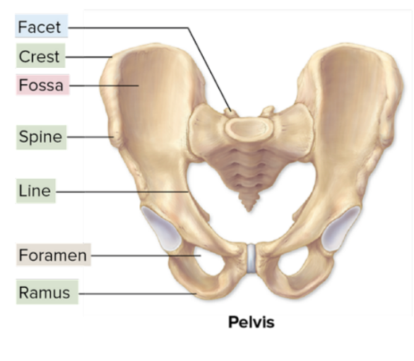 <p>spine</p>