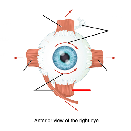 <p><u>Extrinsic muscles</u></p><p>Moves Eye Inferiorly and Medially.</p><p>Cranial nerve III (3).</p>