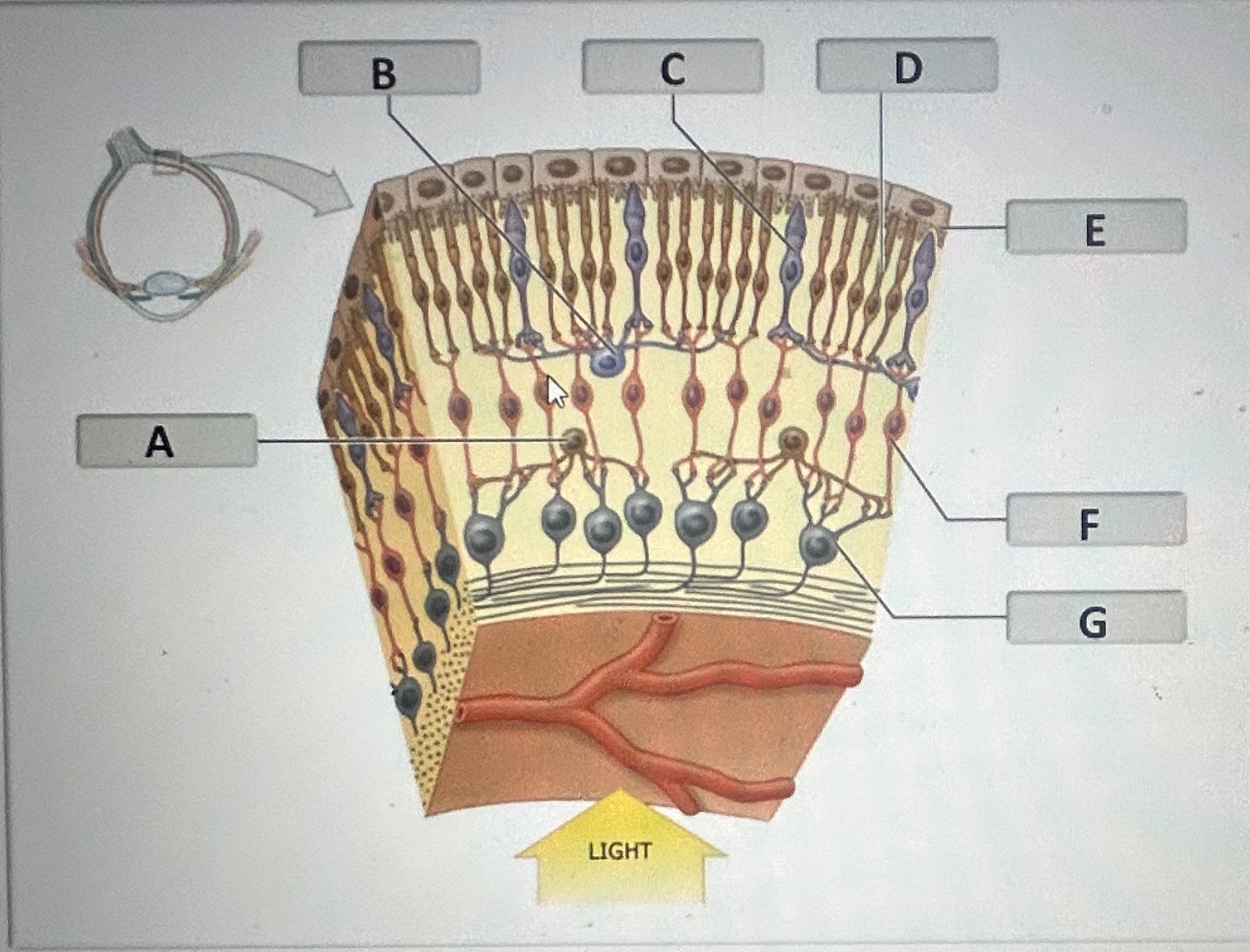 Identify the retinal cell/structure labeled F