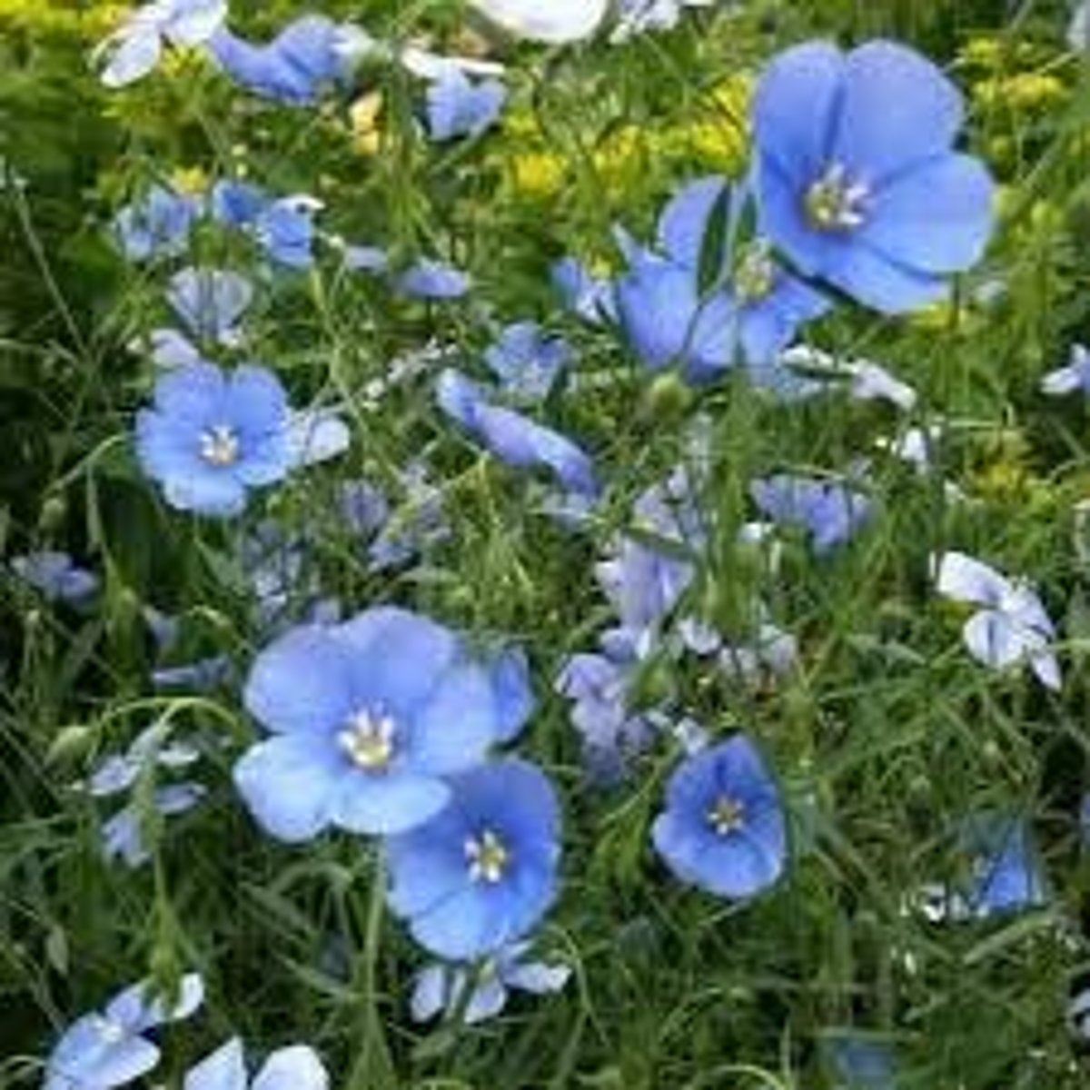 <p>Flax is 2-3 times as strong as cotton.</p>