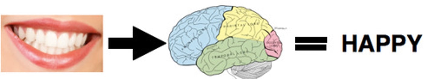 <p>theory of emotion that assumes that facial expressions provide feedback to the brain concerning the emotion being expressed, which in turn causes and intensifies the emotion</p>