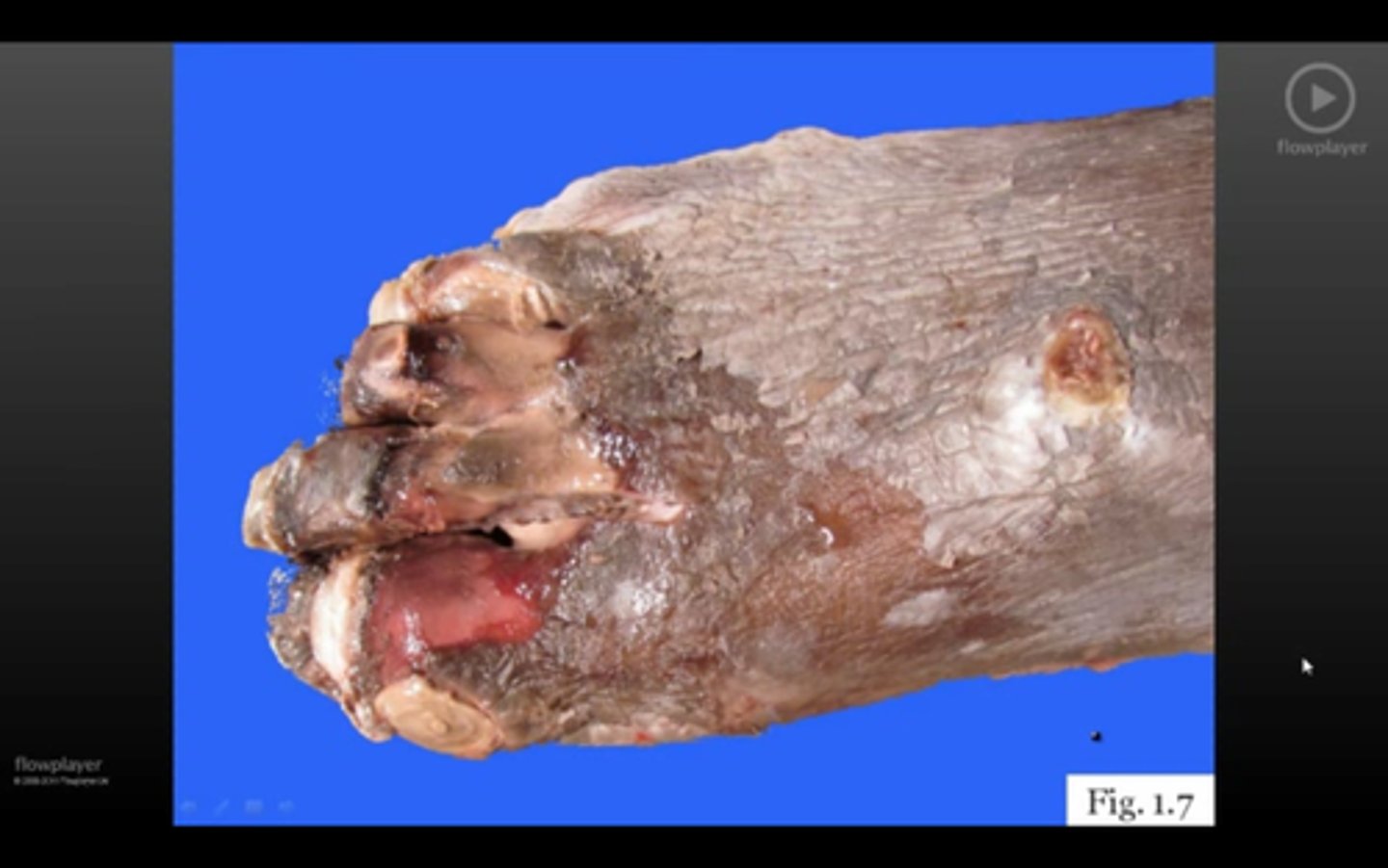 <p>ID gross path</p>
