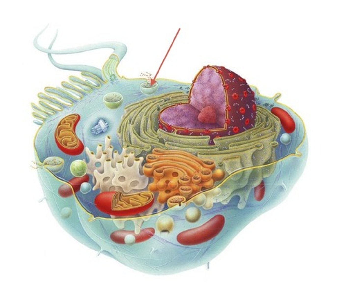 <p>a small cavity or sac that contains materials in a eukaryotic cell (absorbs toxic ones and transports others)</p>