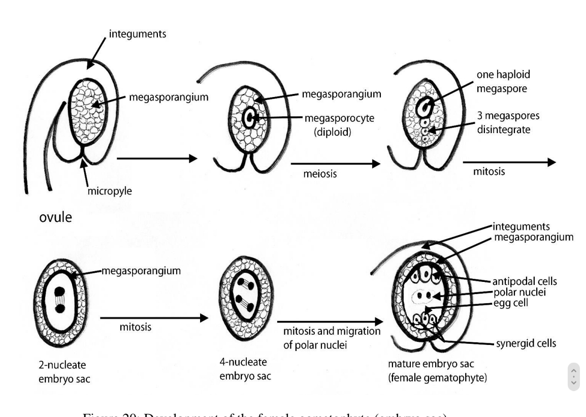 <p>Sexual reproduction in Flowering plants - Development of the Female gametophyte - the ovule and megasporangium</p>