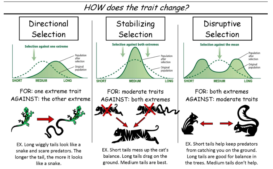 <p>favours neither extreme but finds moderate traits preferential, happens when there needs to be balance in trade offs between options</p>