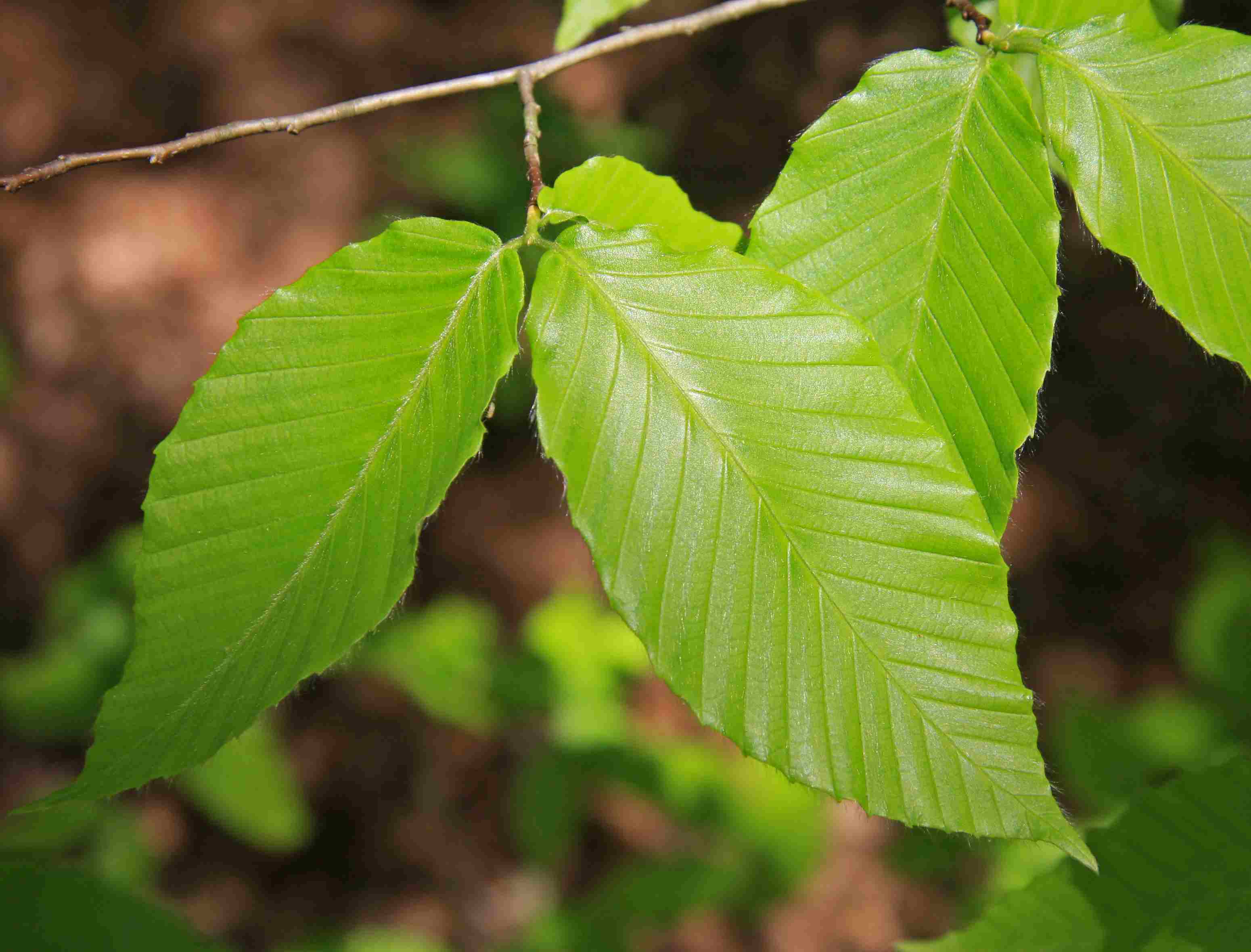 <p>Fagus grandifolia</p>