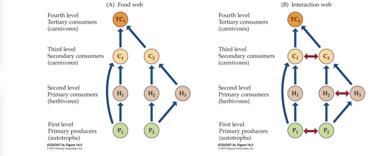 <ul><li><p>Despite their complexity, food webs remain simplified representations of reality that omit much biological detail.</p></li><li><p>In particular, they do not consider non-feeding interactions or knock-on effects of feeding interactions that ripple through the community. Interaction webs aim to include such interactions in addition to trophic interactions</p></li></ul><p></p>