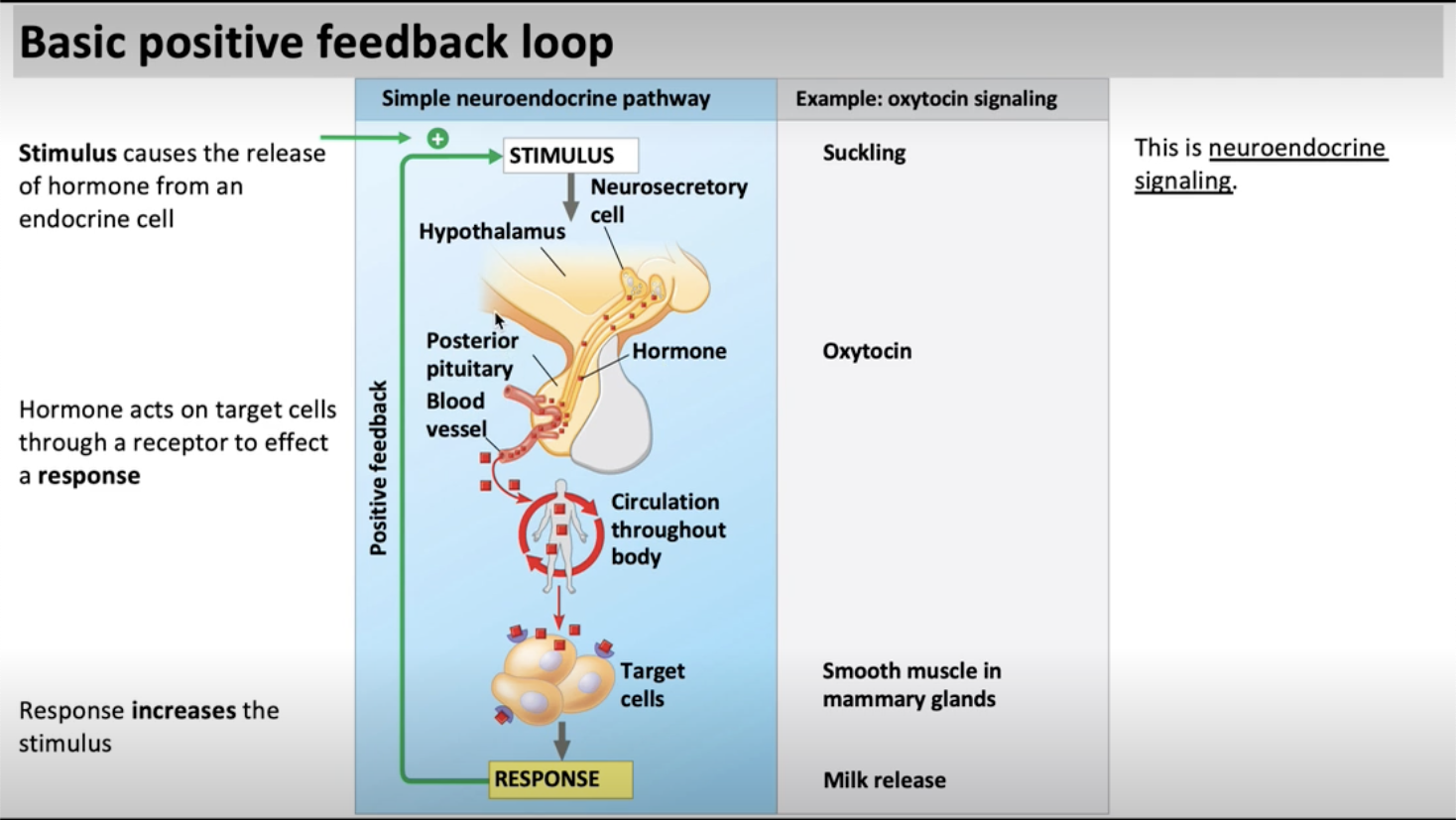 <p>an action <span>can trigger the hypothalamus to secrete a hormone in the posterior pituitary gland that enters the blood stream and then reaches target cells in the mammary glands and the response is milk production. Once that response is produced, there’s positive feedback to stimulate the hypothalamus to release more oxytocin from the posterior pituitary gland.&nbsp;</span></p><p><span>The posterior pituitary gland has neurons, the anterior pituitary gland does not.</span></p><p><br></p>