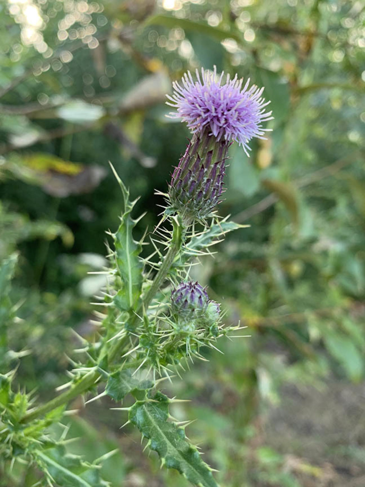 <p>Canada thistle</p>