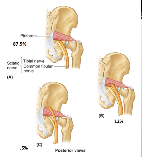 <p>Yes, most sciatic nerves (tibial nerve and common fibular n.) will both go under the piriformis m. </p><p>Sometimes the common fibular n will pierce through the sciatic n.</p><p>Rarely the common fibular n will go over the piriformis m. </p>
