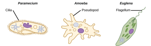 <ul><li><p>- flagellum (single or multiple)</p><ul><li><p>— whip-like tail for propulsion attached to basal body</p></li><li><p>— also, may propel and undulating membrane </p></li></ul></li><li><p>- cilia</p><ul><li><p>— fine short hairs, each arising from a basal body that beat in unison</p></li></ul></li><li><p>- pseudopodia</p><ul><li><p>— prolongation of cytoplasm</p></li></ul></li></ul><p></p>