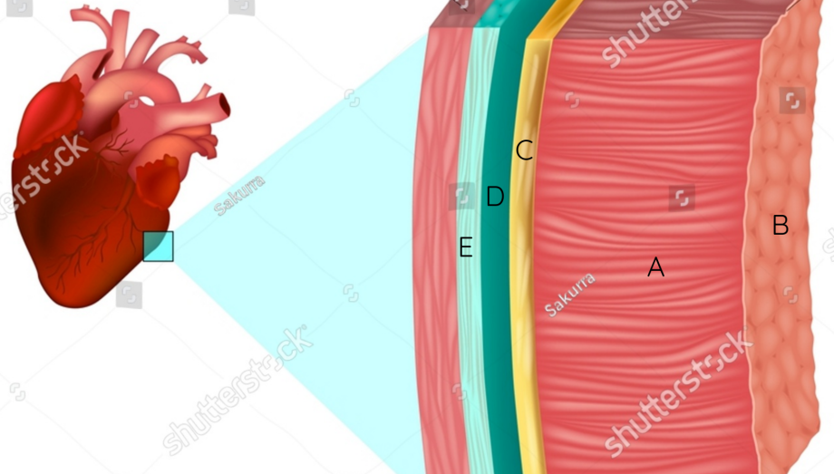 <p>outer layer of the heart,<strong> visceral pericardium, </strong>C</p>