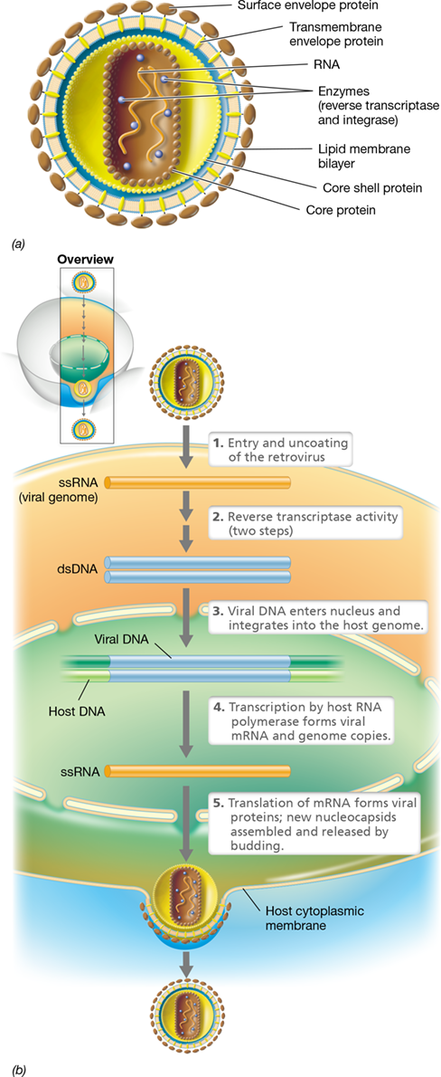 <p>replicate through a DNA intermediate using reverse transcriptase, released by budding</p>
