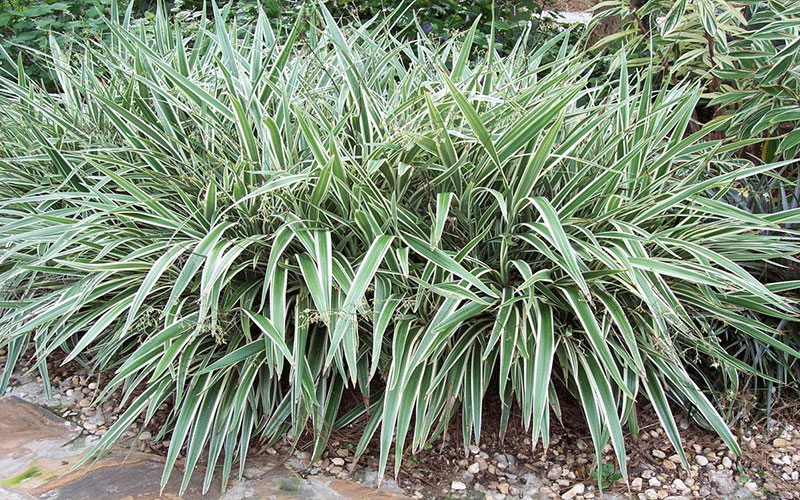 <ul><li><p>grass-like perennial</p></li><li><p>2-3’ t, 2-7’ w</p></li><li><p>native to Australia, New Zealand, Tazmania</p></li><li><p>part shade</p></li><li><p>low to no water</p></li><li><p>well drained soil, drought adapted</p></li><li><p>evergreen, simple leaves; entire margins, sword-like, 30”, 1’ wide, white margins</p></li><li><p>compound flowers; violet/blue</p></li><li><p>blue, bead-like fruit, 1/4”</p></li><li><p>basal rosette, plant spreads as roots spread</p></li><li><p>hair ball like, tangled</p></li></ul><p></p>