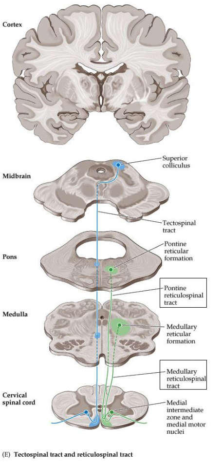 <p>in reticular formation of <strong><em>pons</em></strong></p>