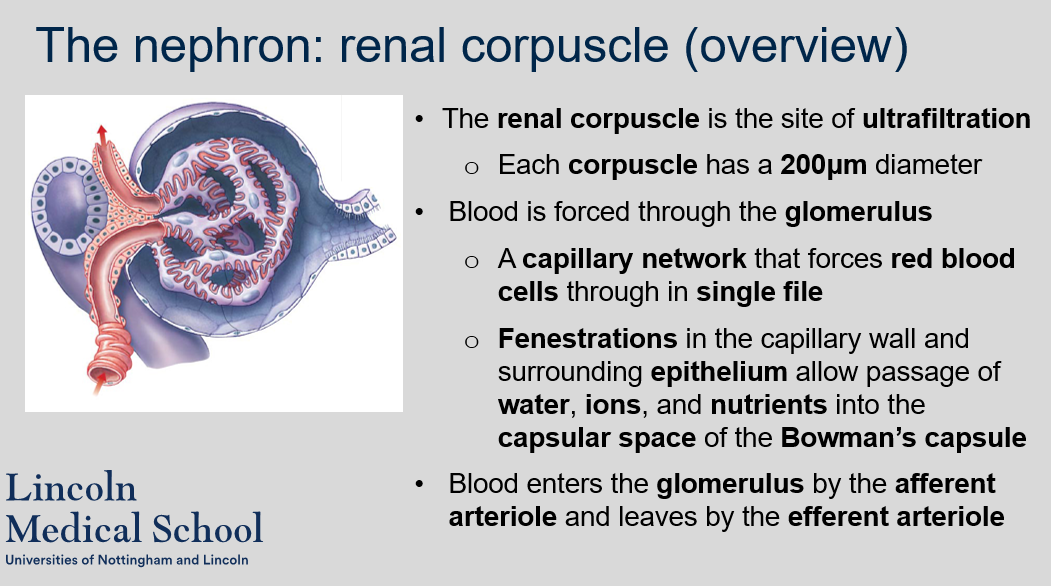 Each renal corpuscle has a 200μm diameter. 