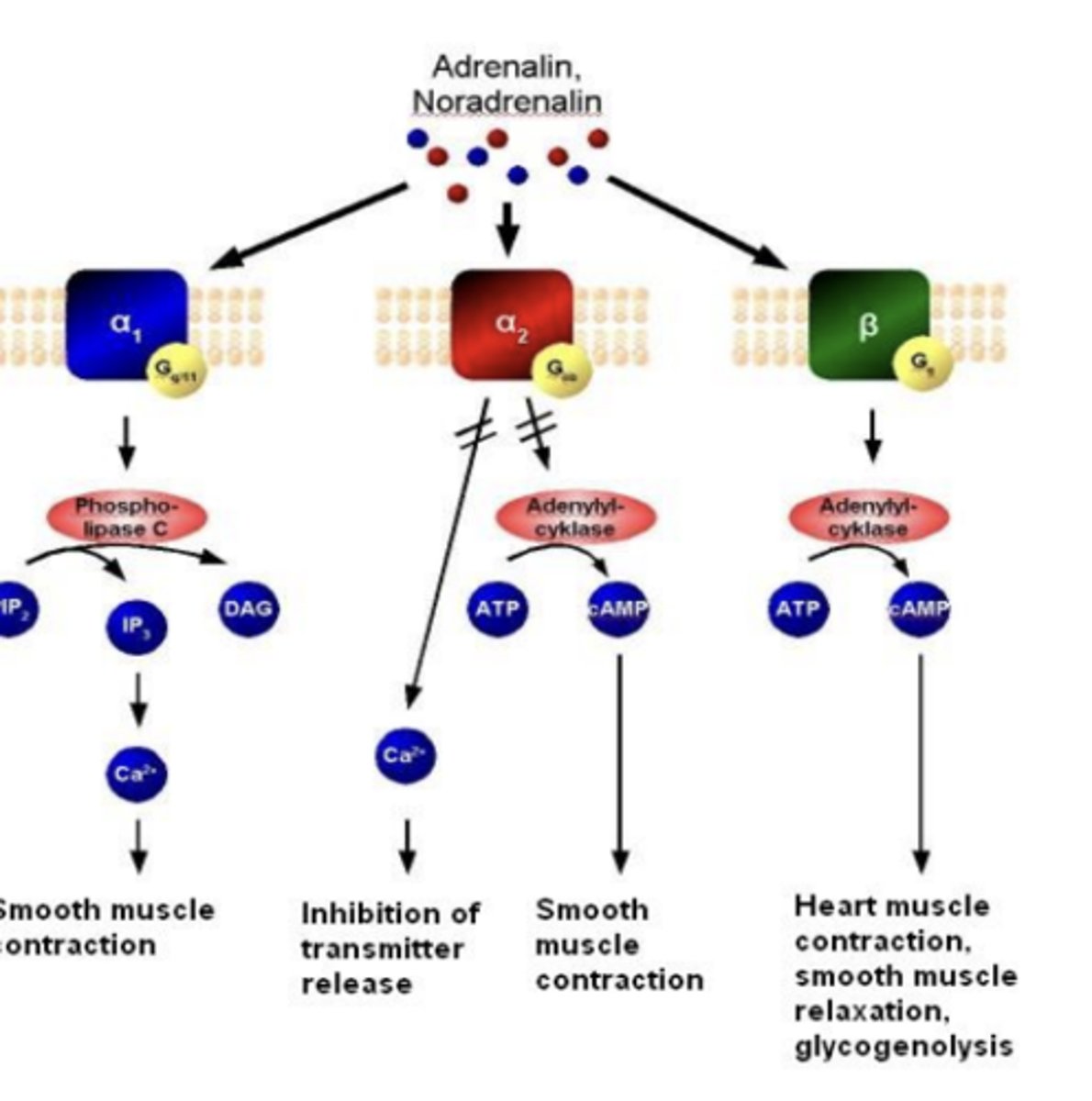 <p>α2 -&gt; Gi/o -&gt; α2A, α2B, α2C</p><p>inhibition of adenylate cyclase</p>