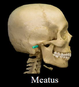 <ul><li><p>canal-like passageway</p></li><li><p>Ex. External auditory meatus</p></li></ul>