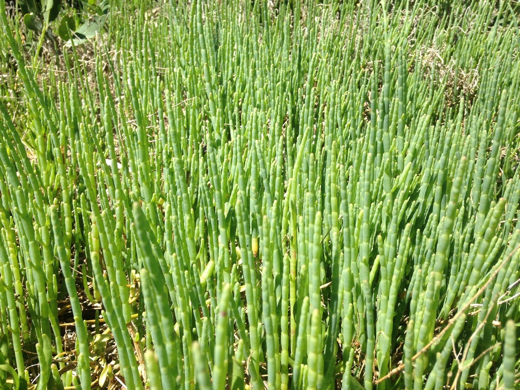 <p>Glasswort</p><p>Patches that grow straight up, will often have red in the individual stalks </p>