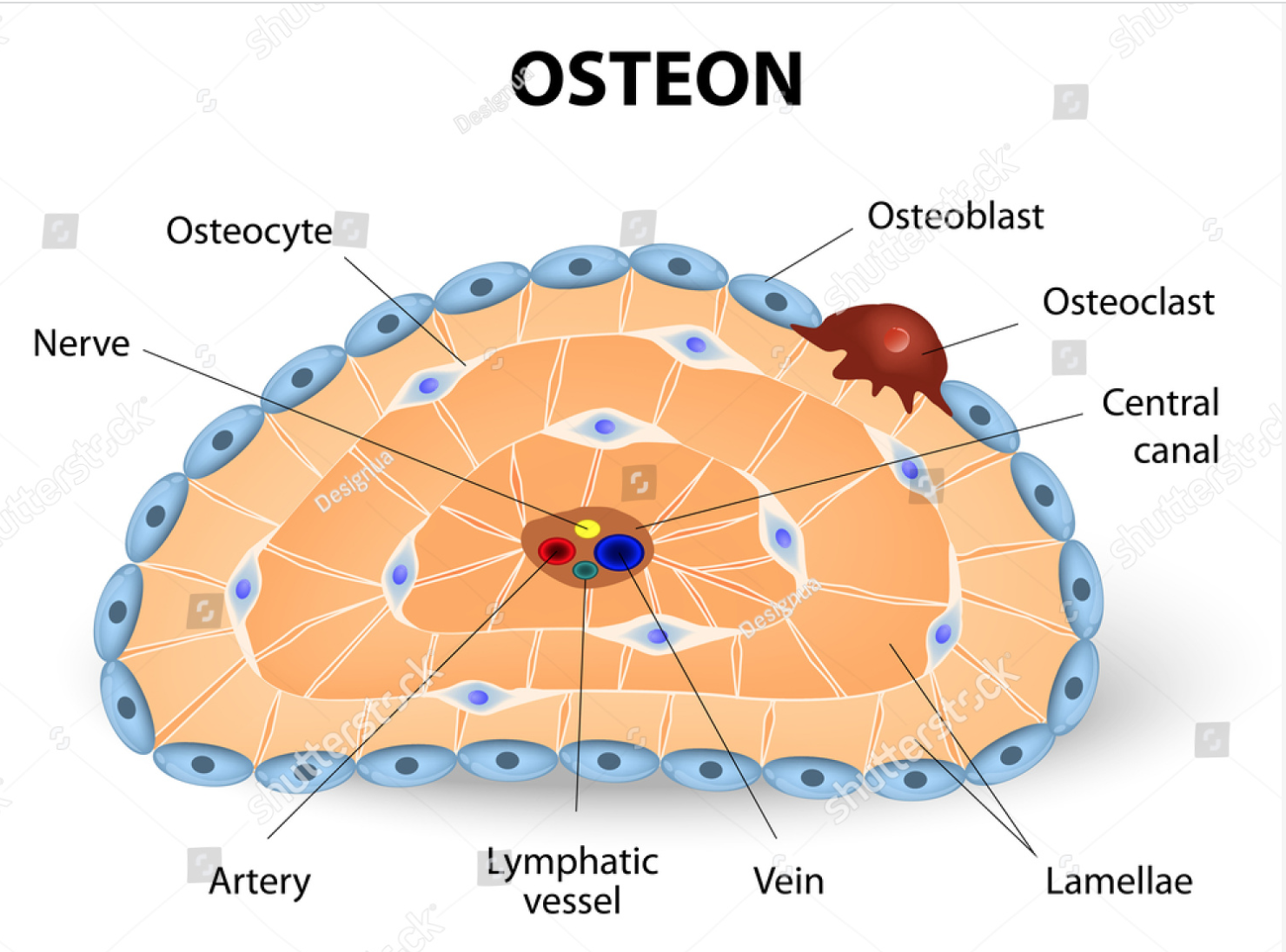 <p>(Haversian System) Fundamental structural and functional unit of compact bone. Appears as a cylindrical unit containing a central Haversian Canal surrounded by concentric layers of bone matrix called LAMELLAE where OSTEOCYTES reside in lacunae (bone cavities) connected by tiny canals (CANALICULI) that facilitate nutrient and waste exchange. </p>